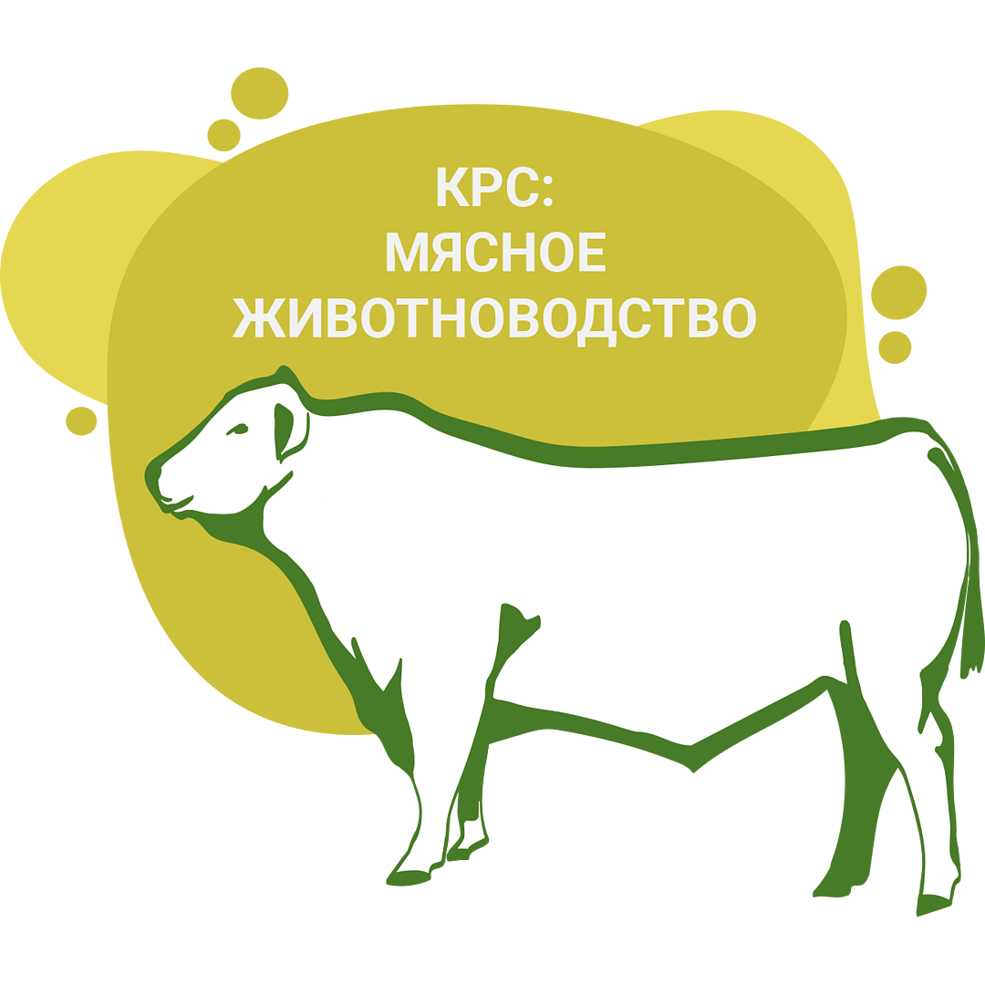 Комбикорма для откорма КРС: мясное животноводство | Завод CBS Волосово