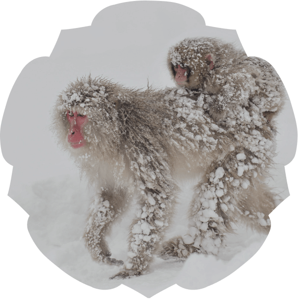 Хруст снега