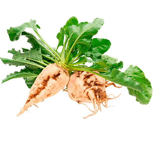 Нормы внесения Гумифулин и Органол для сахарной свеклы