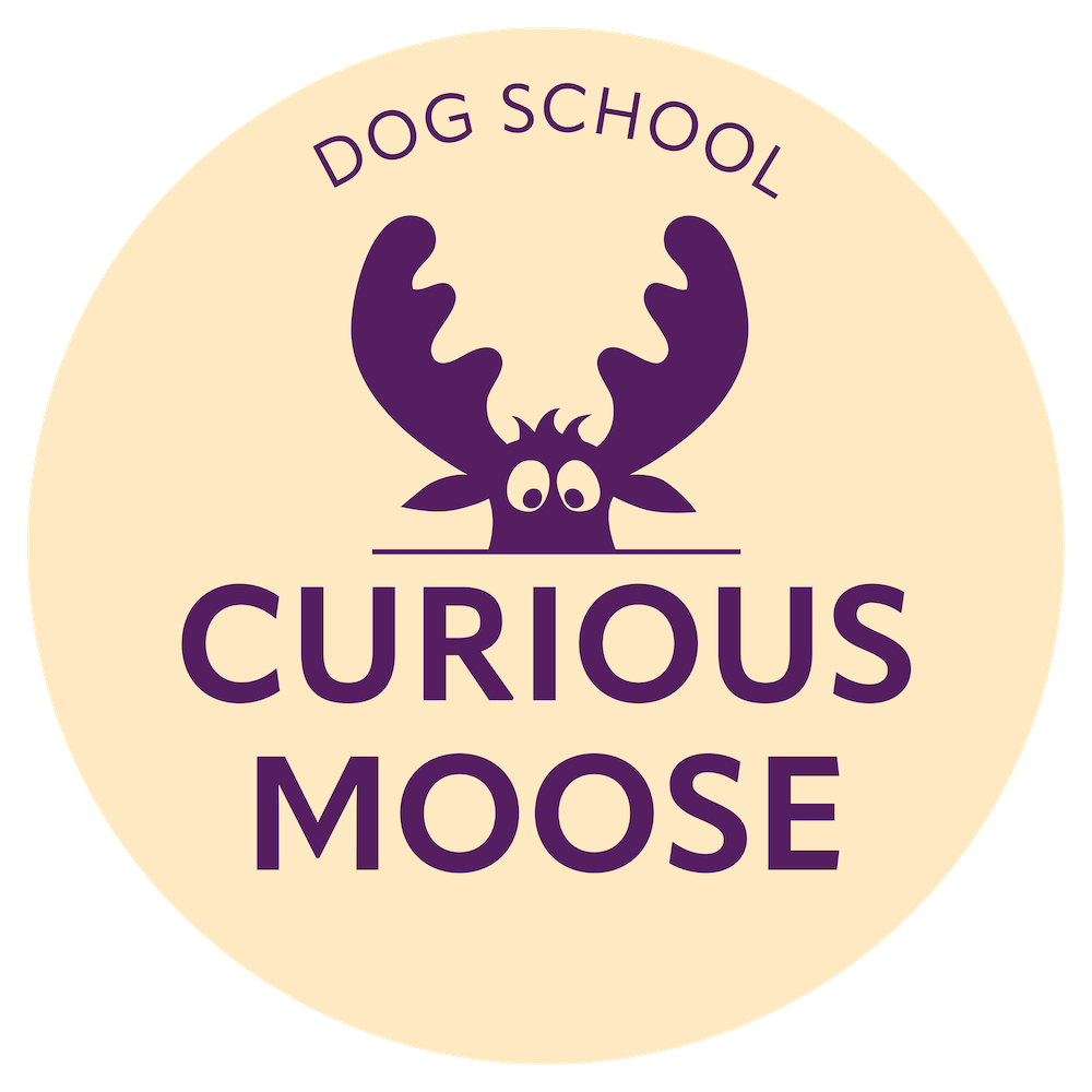 Curious moose, любопытный лось, dog school, riga
