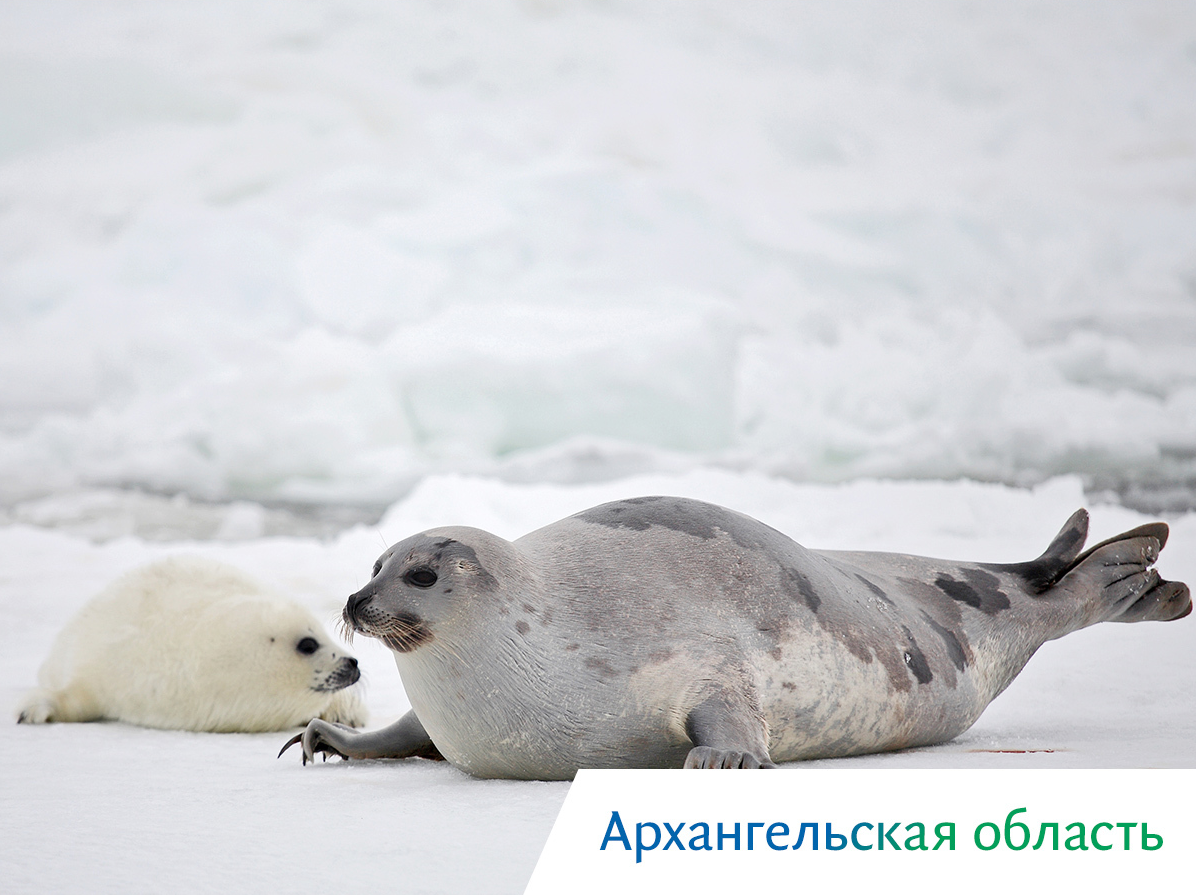 киты в охотском море