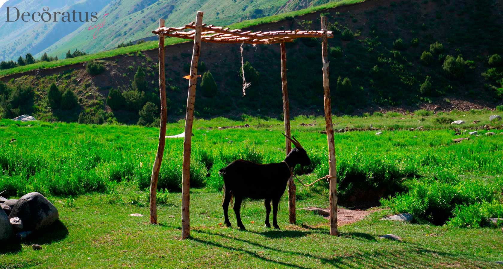 джайлоо пастбище кочевников киргизии в чон алайской долине