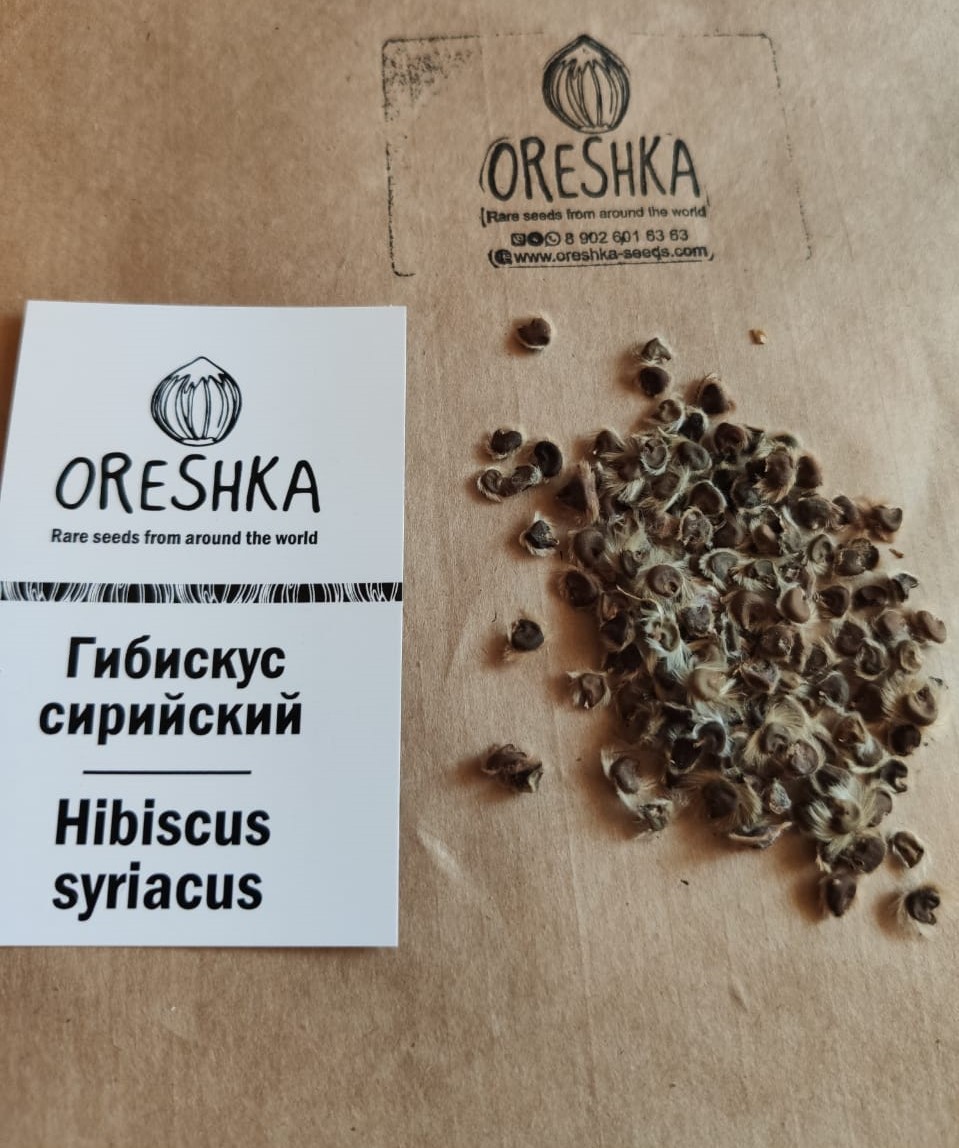 Oreshka Seeds Hibiscus syriacus fresh seeds packet