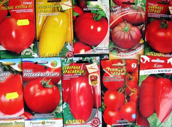 Сорта и виды помидоров, подходящие для теплицы