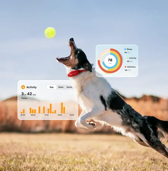 SATELLAI Collar Go Smart GPS Dog Collar with Live Tracking & Health Monitoring