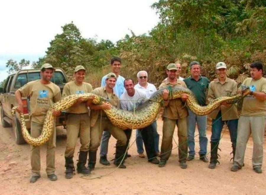 Самые большие змеи в мире - ТОП10