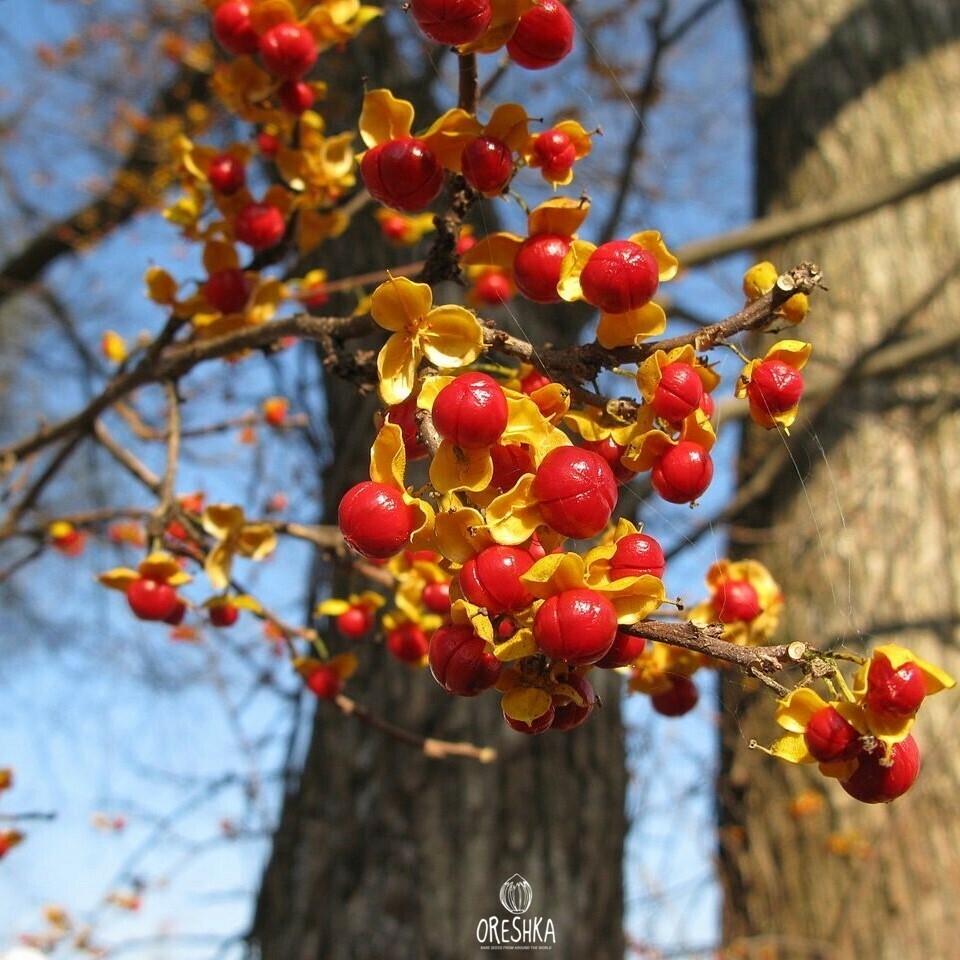 Climbing Plant & Liana Seeds — Oreshka Seeds