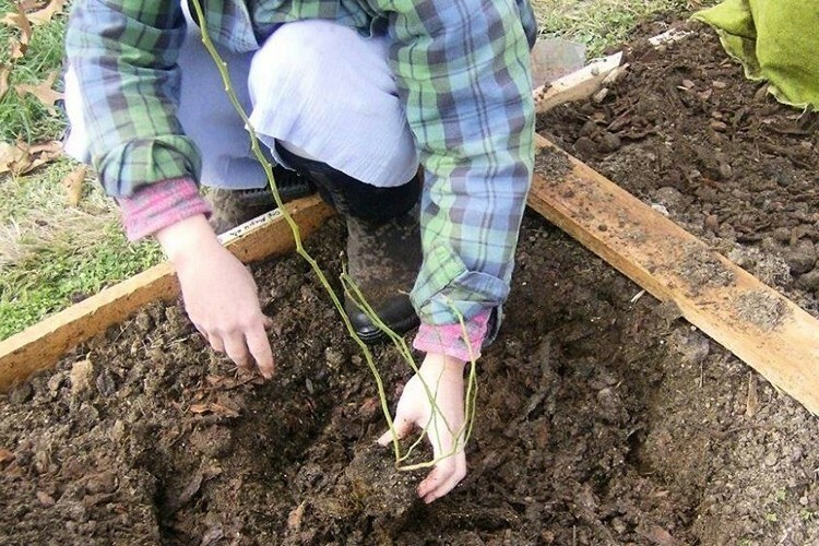 На севере сажать растения следует не позднее наступления сентября