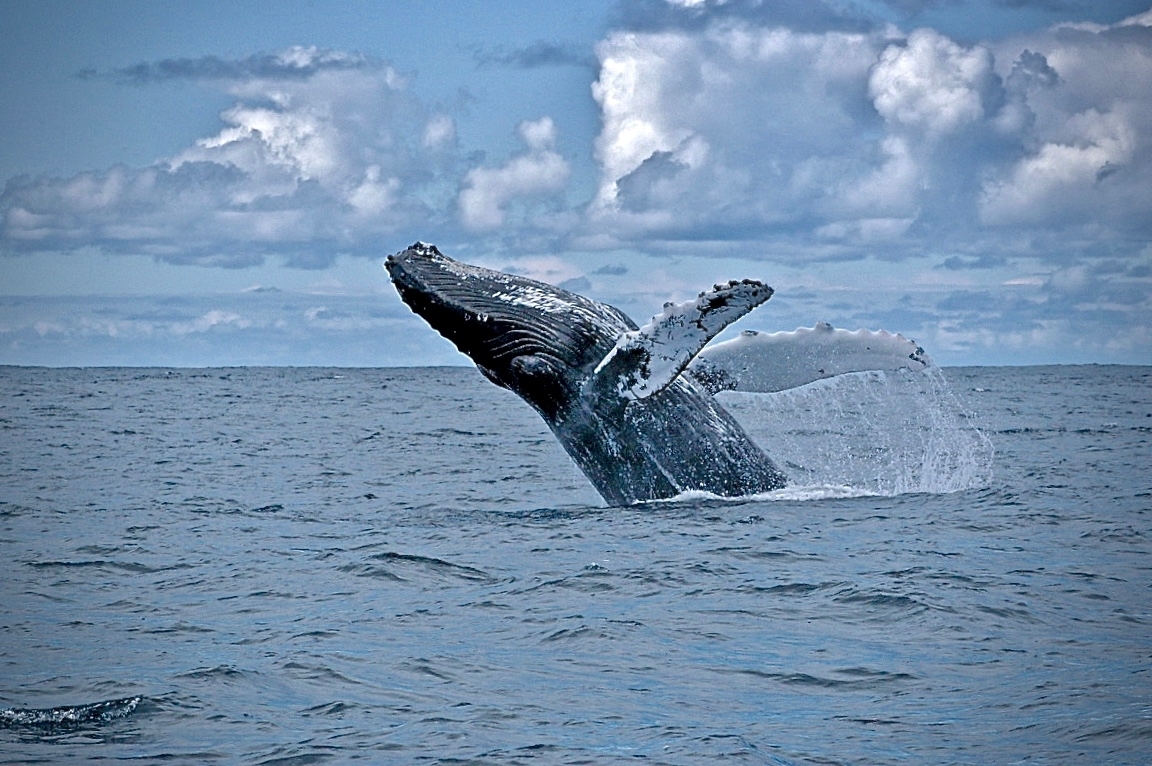 Кольский полуостров Териберка киты