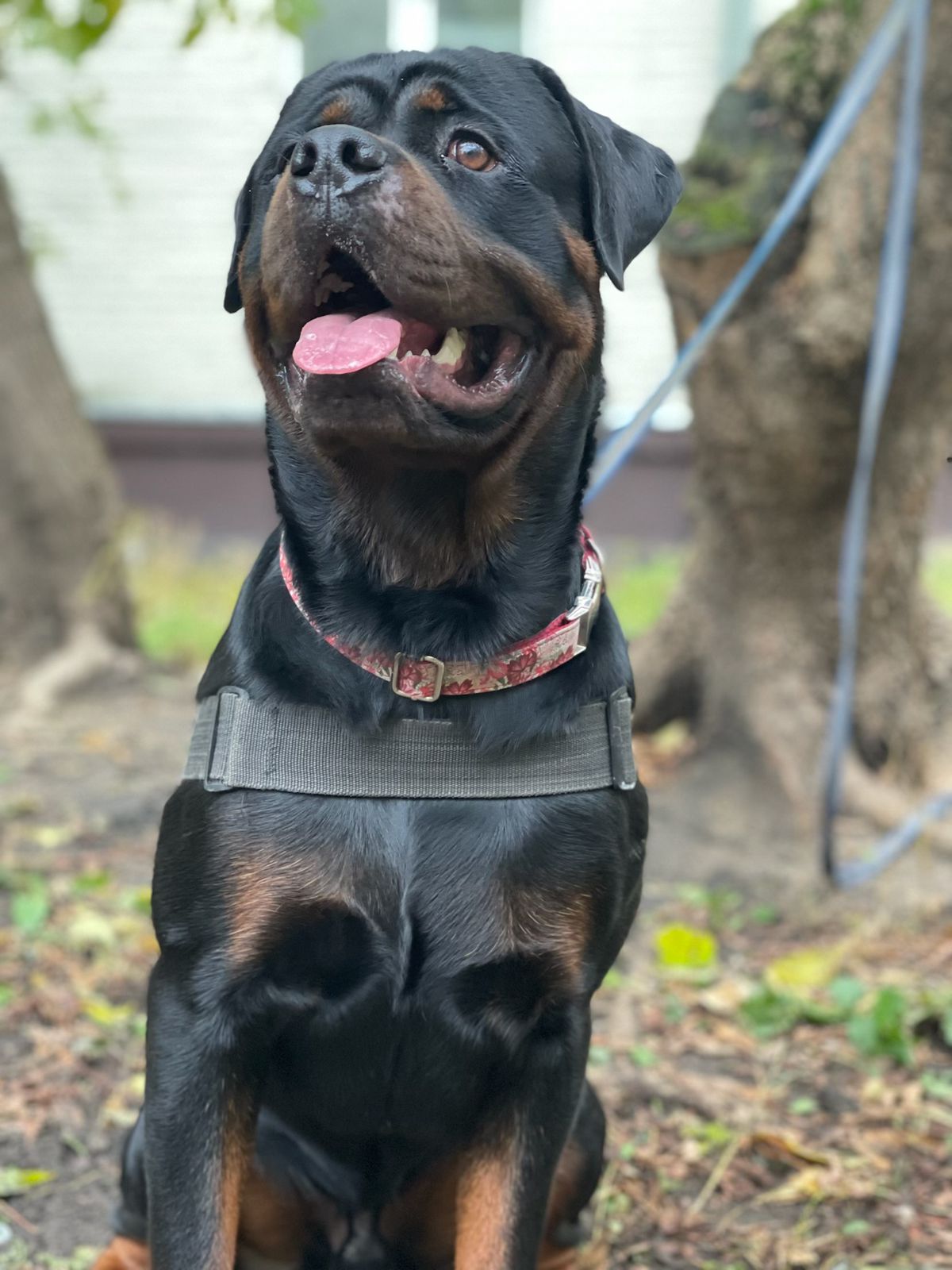 Дрессировка собак в Москве и Московской области