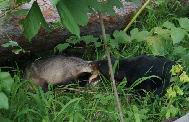 Ягдтерьер работа по барсуку