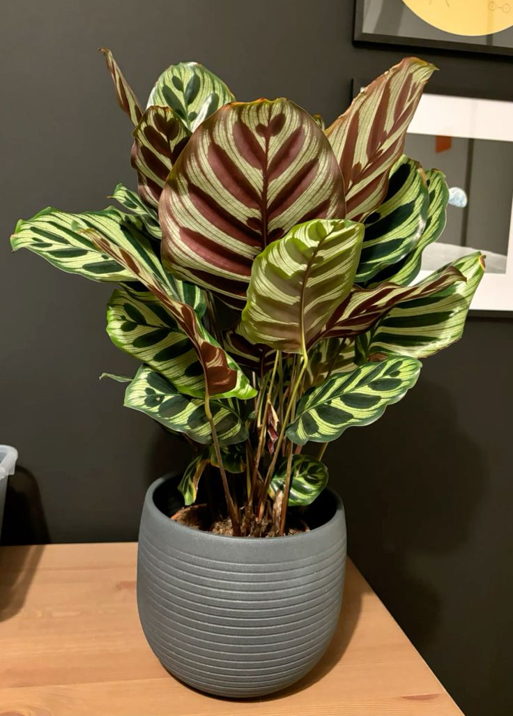 Succulent in ceramic pot