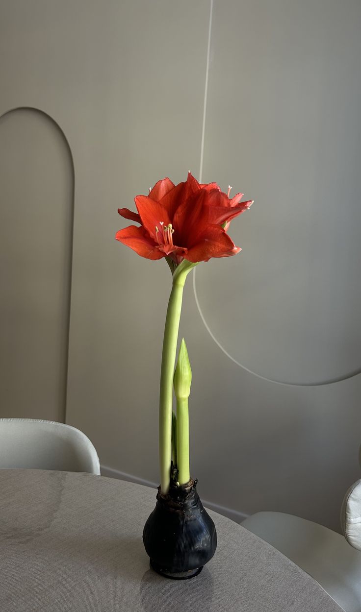 Green indoor plant in pot