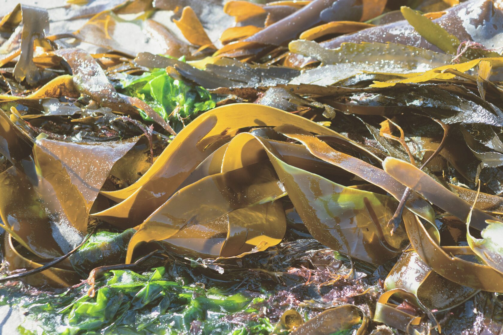 Ламинария в косметике