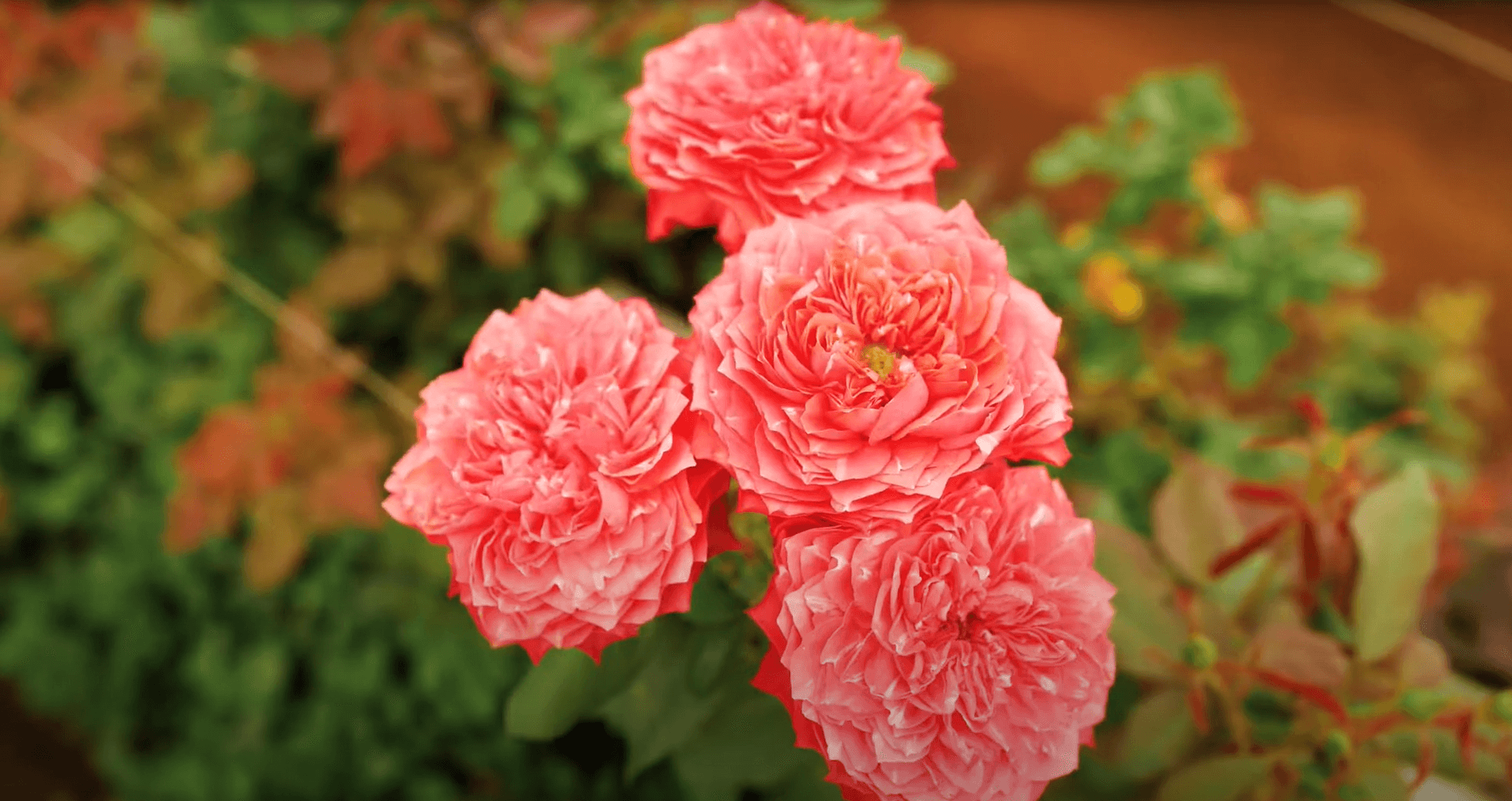 Как купить оптом розы от плантации Red Lands Roses с доставкой в Россию