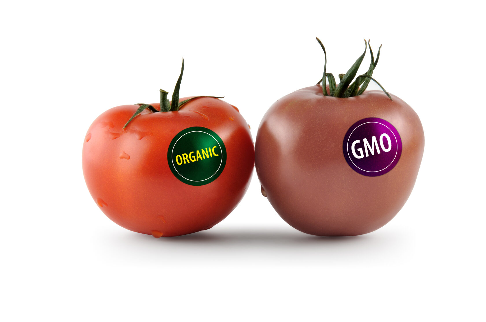 Genetically modified food. ГМО продукты. ГМО яблоки. ГМО на английском. Monsanto ГМО помидоры.