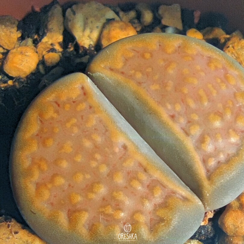Seeds of Succulent Lithops hallii C 094 (Lithops hallii C 094) — 10 pcs