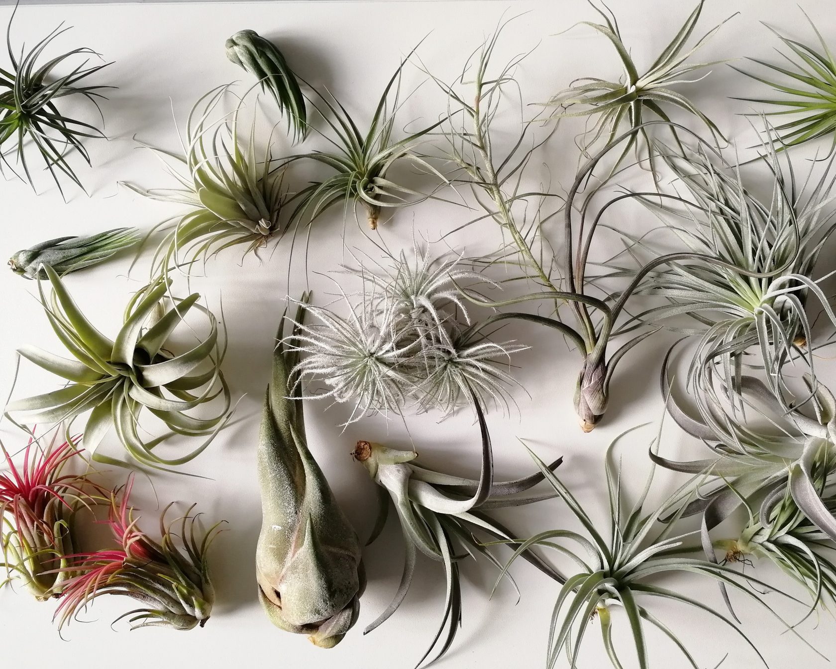 Info about tillandsia | ♡ Вкратце о Тилландсиях (Tillandsias) ♡ | time with  love