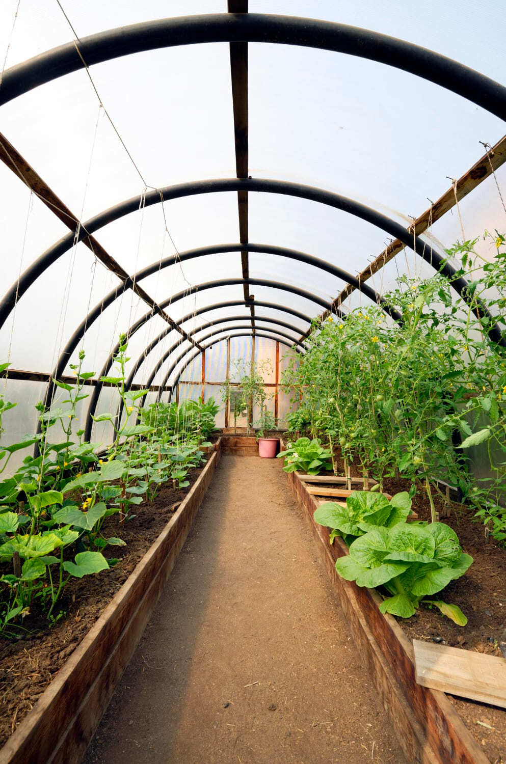 теплица с огурцами внутри