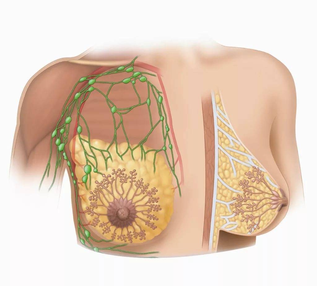 лимфатические узлы на груди у женщин фото 29