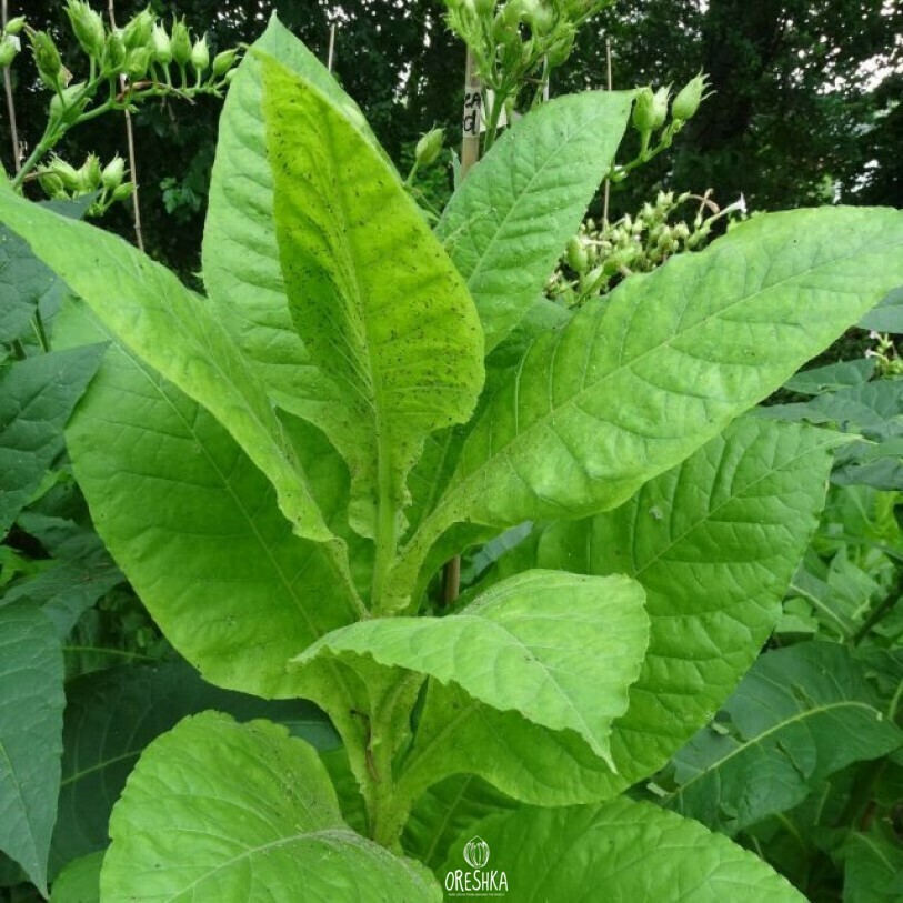Seeds of Tobacco sperandeo (Nicotiana tabacum) — 300 pcs