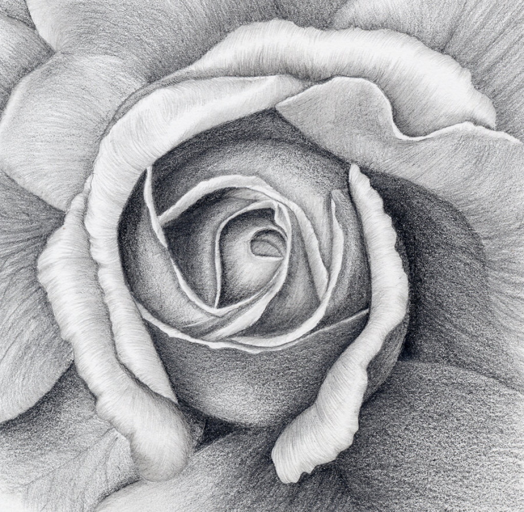 Как нарисовать цветы: розу ромашку нарцисс орхидею
