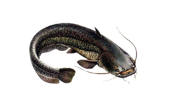 рыбалка в астрахани, рыбалка в астрахани сейчас, рыбалка в астрахани в апреле, рыбалка в астрахани зимой, рыбалка в астрахани весной, рыбалка в астрахани в январе, рыбалка в астрахани базы, рыбалка в астрахани апрель, рыбалка в астрахани авито, рыбалка в астрахани в апреле, рыбалка в астрахани август, рыбалка в астрахани в апреле отзывы, рыбалка в астрахани в августе отзывы, астрахань рыбалка в апреле, рыбалка в астрахани цена, рыбалка в астрахани базы эконом, зимняя рыбалка в астрахани базы, рыбалка в астрахани что брать с собой, рыбалка в астрахани лучшие базы, большая рыбалка в астрахани, рыбалка в астрахани базы отдыха, рыбалка в астрахани вк, рыбалка в астрахани в марте, рыбалка в астрахани в мае, рыбалка в астрахани в апреле 2022 года, рыбалка в астрахани в октябре, рыбалка в астрахани в сентябре, рыбалка в астрахани в августе, рыбалка в астрахани в ноябре, рыбалка в астрахани в июне, рыбалка в астрахани где остановиться, рыбалка в астрахани 2022 год, рыбалка в астрахани с проживанием, рыбалка в астрахани домики, рыбалка в астрахани недорого, рыбалка в астраханской области, рыбалка в астрахани с егерем, рыбалка в астрахани летом, зимняя рыбалка в астрахани, рыбалка зимой в астрахани, зимняя рыбалка в астраханской области, рыбалка в астрахани июль, рыбалка в астрахани и отдых, рыбалка в астрахани в июле 2022, рыбалка в астрахани в конце июля, отдых и рыбалка в астрахани, рыбалка и охота в астрахани, охота и рыбалка в астрахани, отдых и рыбалка в астрахани частный сектор, охота и рыбалка в астраханской области, рыбалка в астрахани цены, рыбалка в астрахани когда лучше, рыбалка в астрахани куда поехать, рыбалка в астрахани камызякский район, рыбалка в астрахани купить тур, рыбалка астрахань вконтакте, рыбалка в астрахани летом и осенью, рыбалка в астрахани летом цены, рыбалка в астрахани лето 2022, рыбалка в астрахани на леща, летняя рыбалка в астрахани, лучшая рыбалка в астрахани, ловля рыбы в астрахани, лучшая рыбалка в астраханской области, рыбалка в астрахани март, рыбалка в астрахани март 2022, рыбалка в астрахани камызяк, рыбалка в астрахани март 2022 года, рыбалка в астрахани места, рыбалка в астрахани май 2022, рыбалка в астрахани на воблу, рыбалка в астрахани на сазана, рыбалка в астрахани сазан, рыбалка в астрахани на майские праздники, рыбалка в астрахани на волге, рыбалка в астрахани на раскатах, рыбалка в астрахани на судака, на рыбалку в астрахань, рыбалка в астрахани отзывы, рыбалка в астрахани осенью, рыбалка в астрахани октябрь, рыбалка в астрахани отели, рыбалка в астраханской области отзывы, о рыбалке в астрахани, рыбалка в астрахани путевка, рыбалка в астрахани на поплавочную удочку, рыбалка в астрахани на поплавок, рыбалка в астрахани с пенсионерами, платная рыбалка в астрахани, рыбалка в астрахани раскаты, рыбалка астрахань раскаты, рыбалка в астраханской области камызякский район, рыбалка в астрахани с берега, рыбалка в астрахани сейчас 2022, рыбалка в астрахани снять домик, рыбалка в астрахани сентябрь, отдых с рыбалкой в астрахани, рыбалка с гидом в астрахани, рыбалка в астрахани с семьей, рыбалка в астрахани туры, рыбалка в астрахани турбазы, рыбалка в астрахани тур, рыбалка в астрахани фото, рыбалка в астрахани в феврале, где хорошая рыбалка в астрахани, рыбалка в астрахани базы цены, рыбалка в астрахани 2022 цены, рыбалка в астрахани в июле 2022, рыбалка в астрахани на щуку, рыбалка в астрахани в этом году, рыбалка в астрахани сегодня, рыбалка в астрахани 2022, рыбалка в астрахани 2022 фото