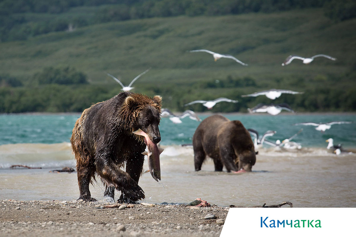 медведи на курильском озере