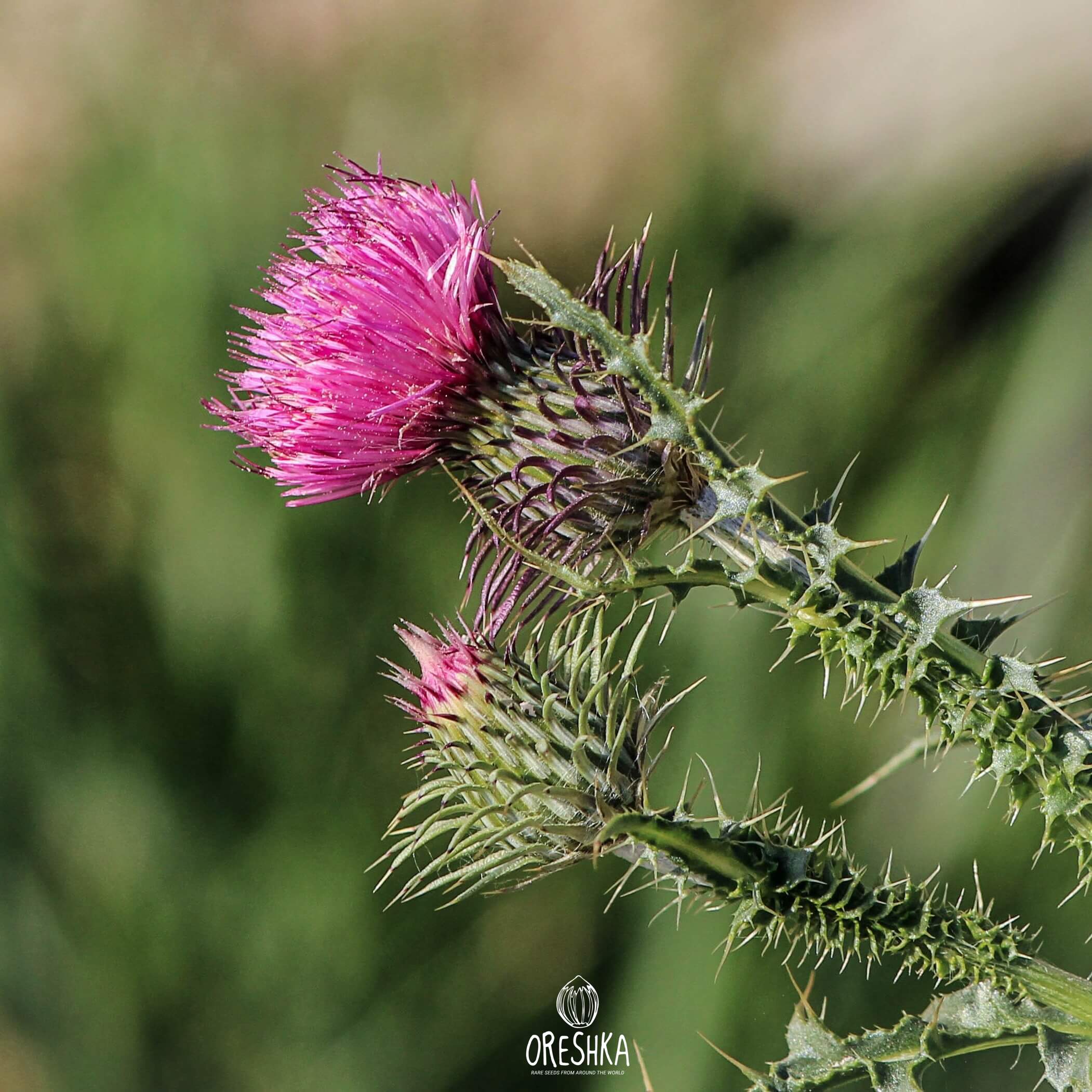 Seeds of milk thistle (Silybum) — 100 pcs