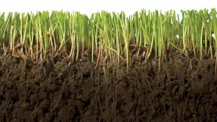 Как повысить плодородие почвы: советы и рекомендации