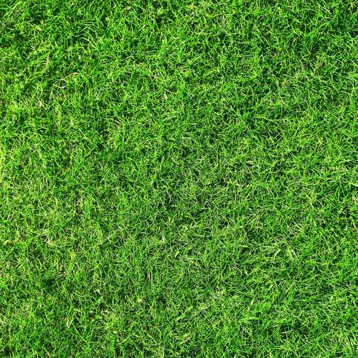 Газон в дом — Прайс-лист