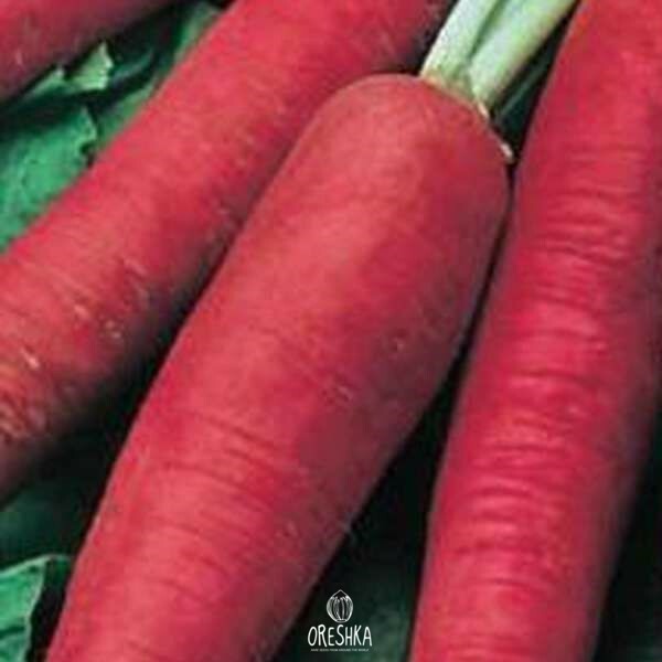 Seeds of Radish Chinese Ladushka (Raphanus sativus) — 50 pcs