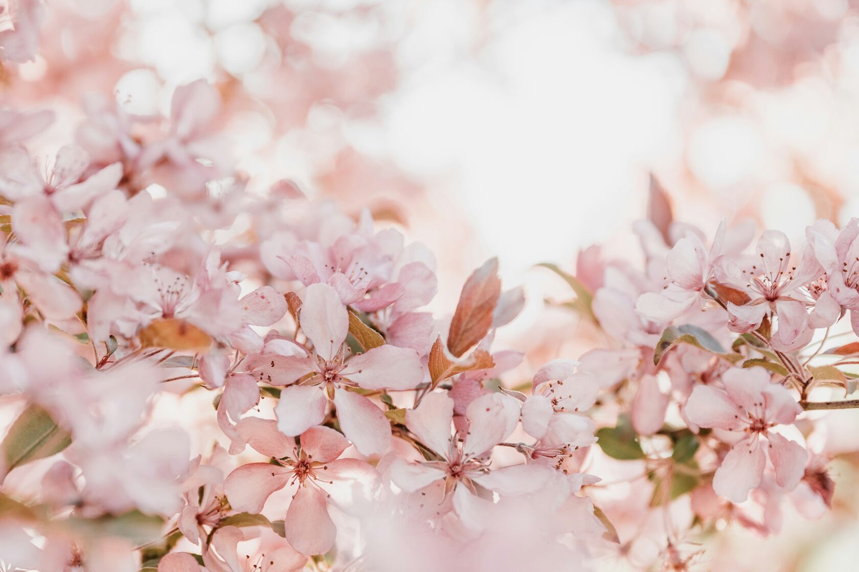 Cherry Blossom