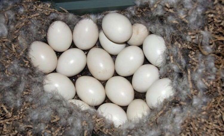 Как выглядят утиные яйца фото