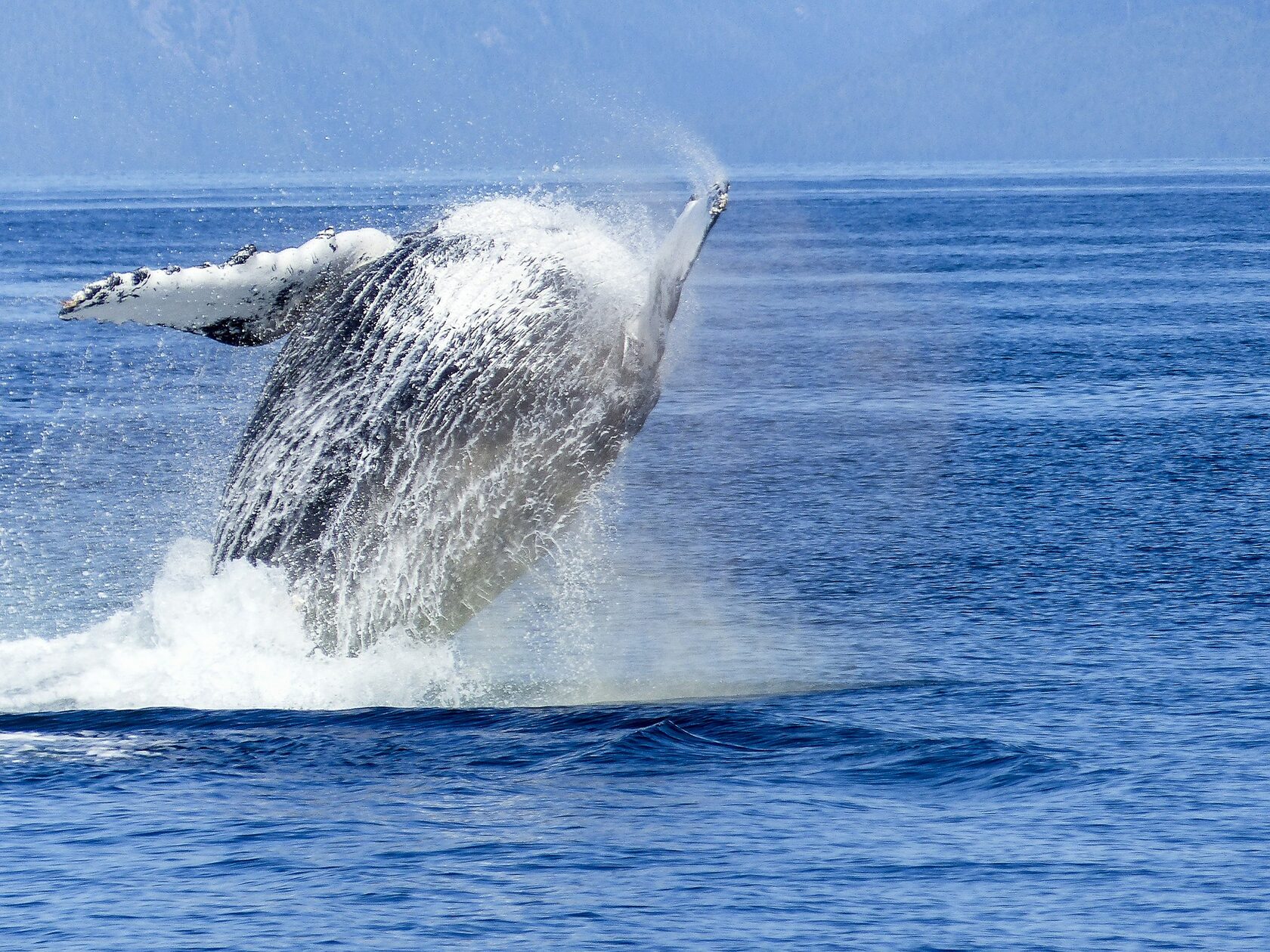 Охотское море киты