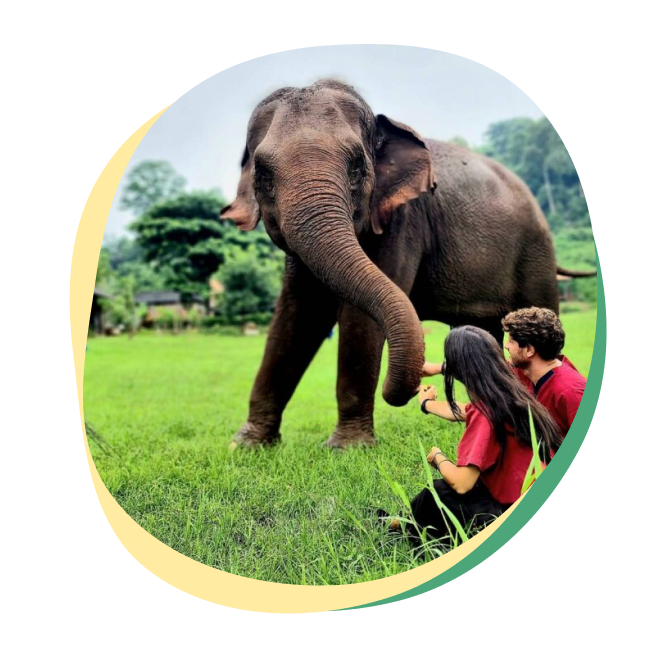 Elephant Sanctuary In Chiang Mai