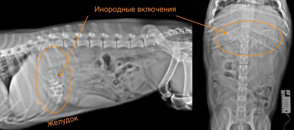 Инородное тело брюшной полости после операции. Рентген брюшной полости собаки. Инородное тело в брюшной полости. Рентген брюшной полости собак ампер.