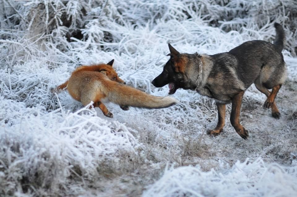 Волк и лиса является. Конкуренция волка и лисы. Лисы конкуренция.