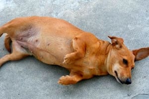 Пиометра у собак: симптомы, лечение и профилактика