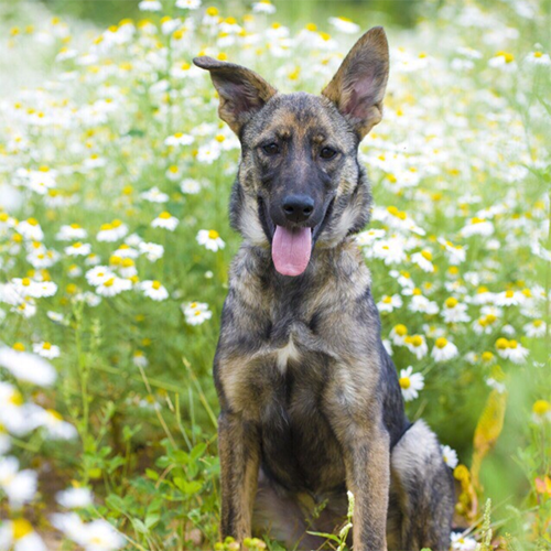 Собака из приюта весной