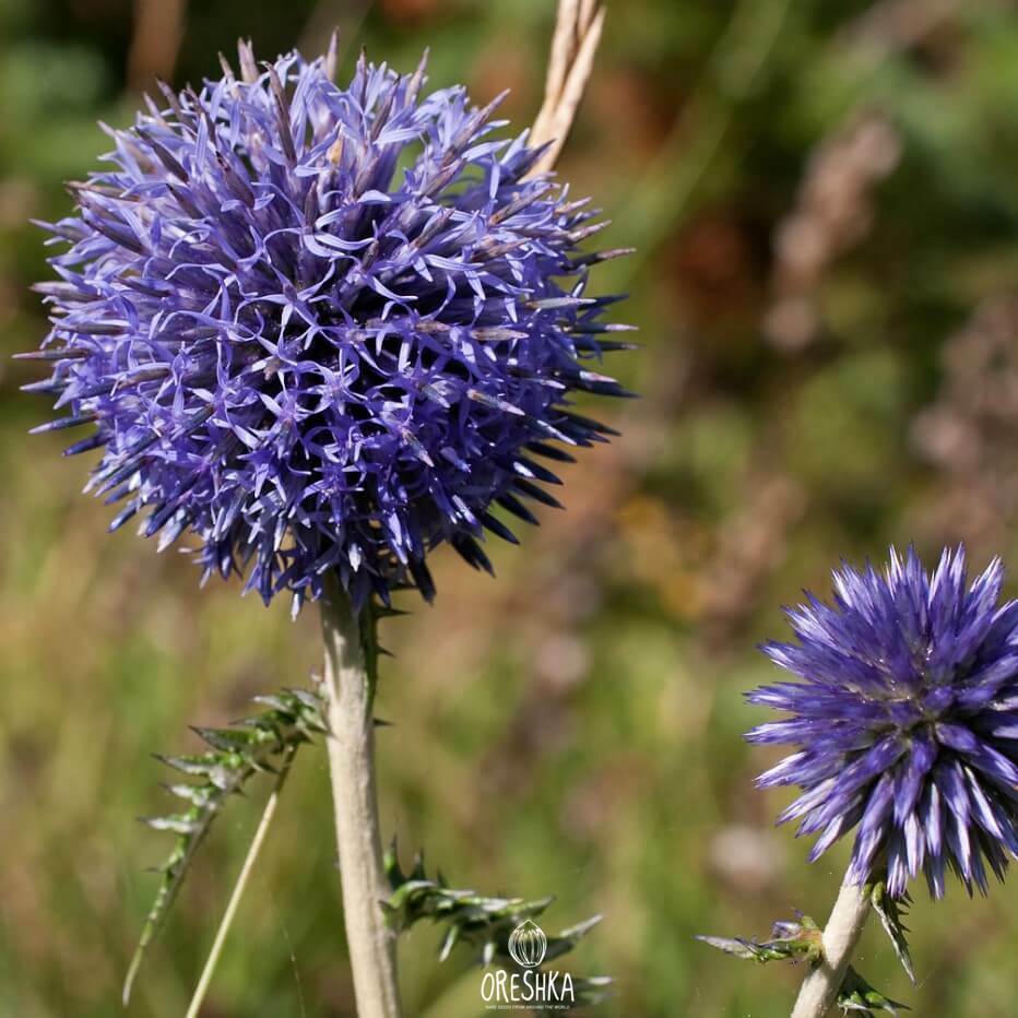 Seeds of Southern globethistle (Echinops ritro) — 20 pcs