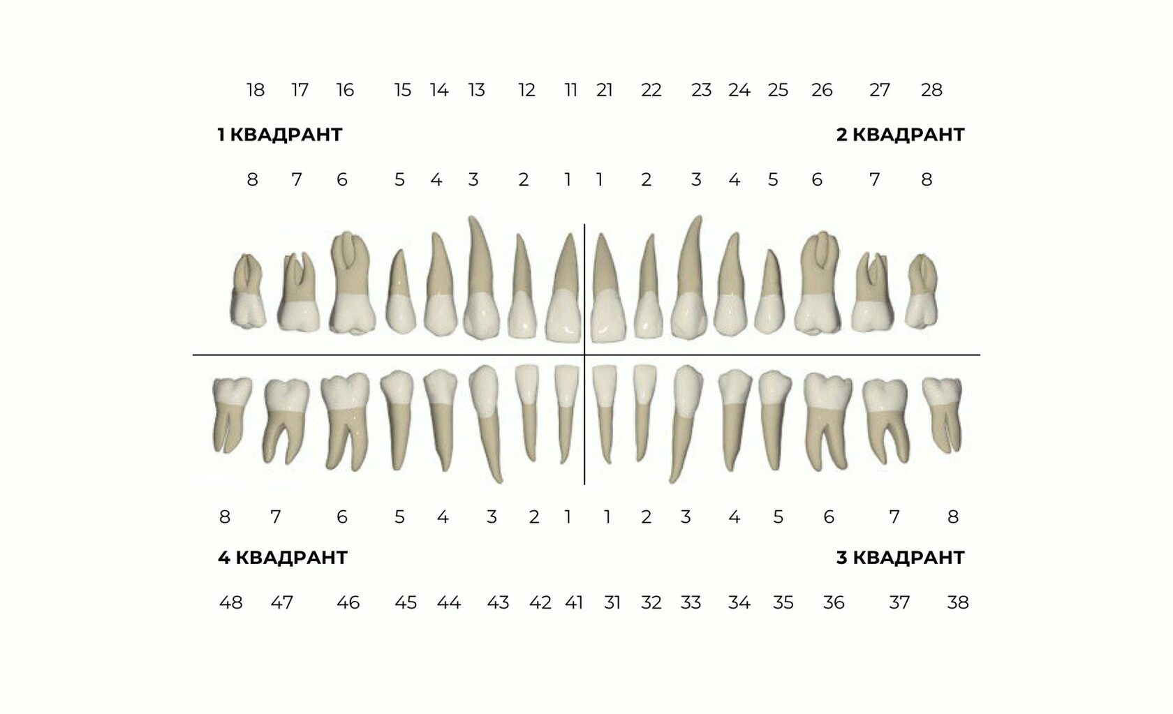 Формула зубов китообразных. Зубная формула приматов. Формула зубов в стоматологии. Зубная формула зубы. Зубная формула человека схема.