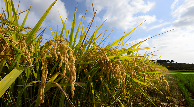 Спелые колосья риса на рисовом поле под голубым небом с облаками, крупный план растений в период созревания.