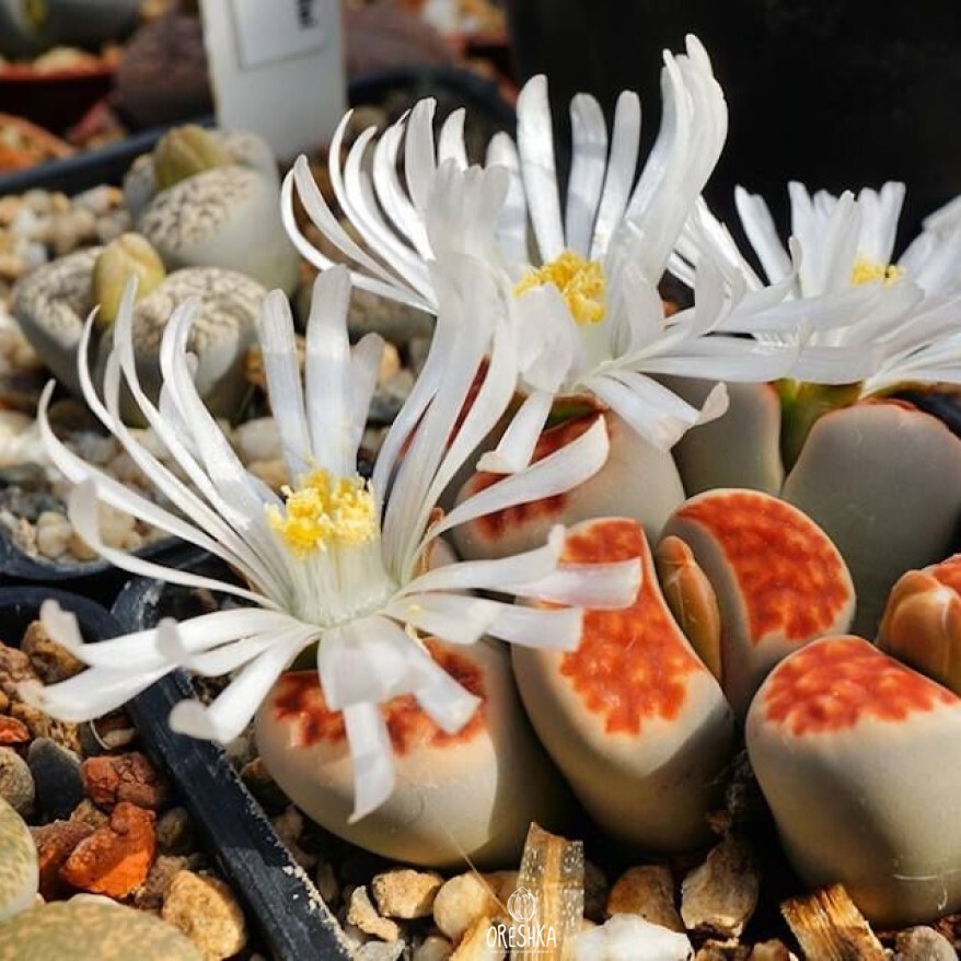 Seeds of Succulent Lithops Karasmontana mix (Lithops Karasmontana mix) — 10 pcs