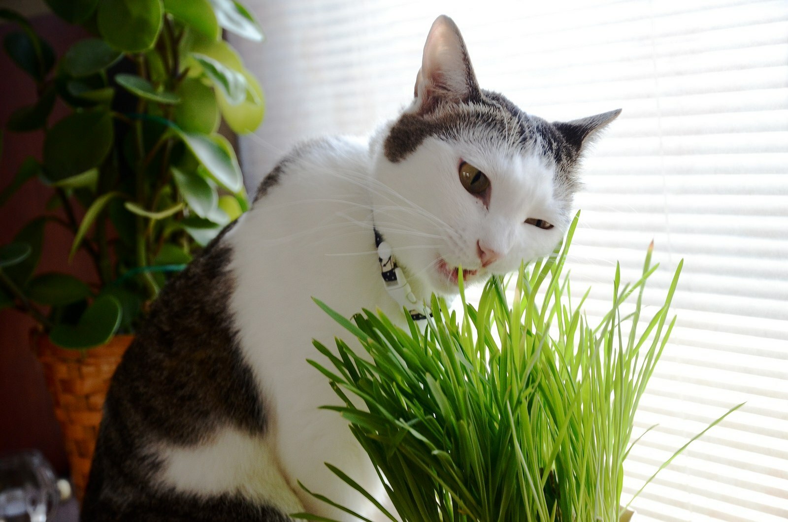 Зачем кошкам трава