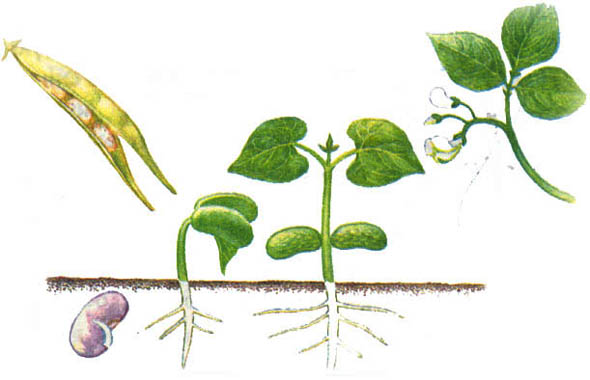 На рисунке изображено растение фасоли обыкновенной в разные периоды жизни