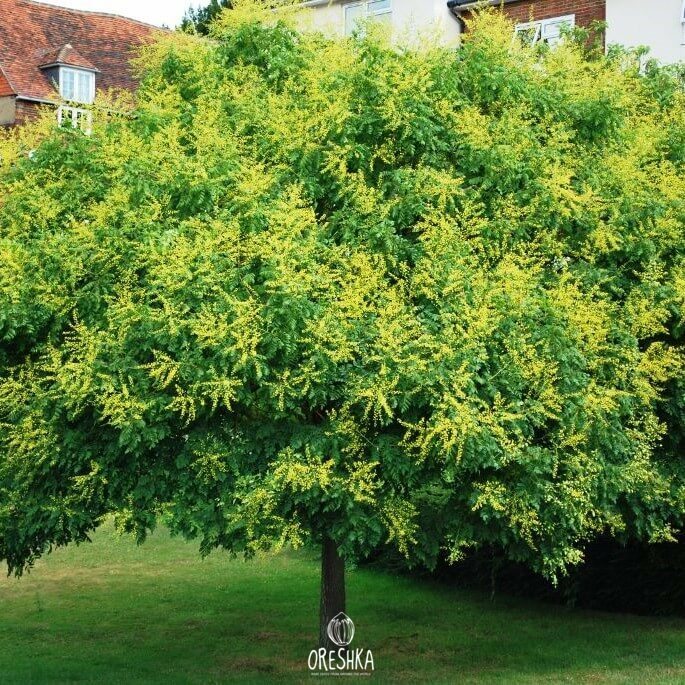 Seeds of Koelreuteria paniculata (Koelreuteria paniculata) — 20 pcs