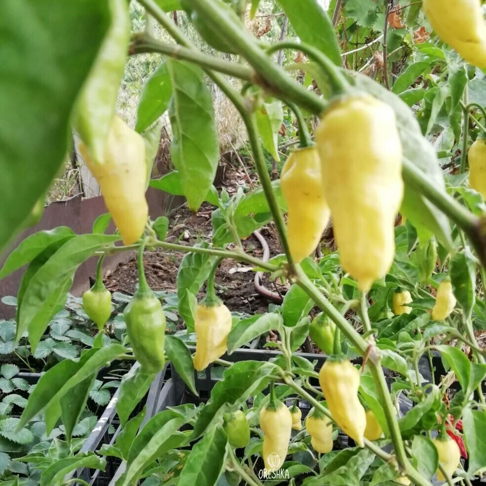 Seeds of Hot pepper Fatali White (Capsicum) — 5 pcs