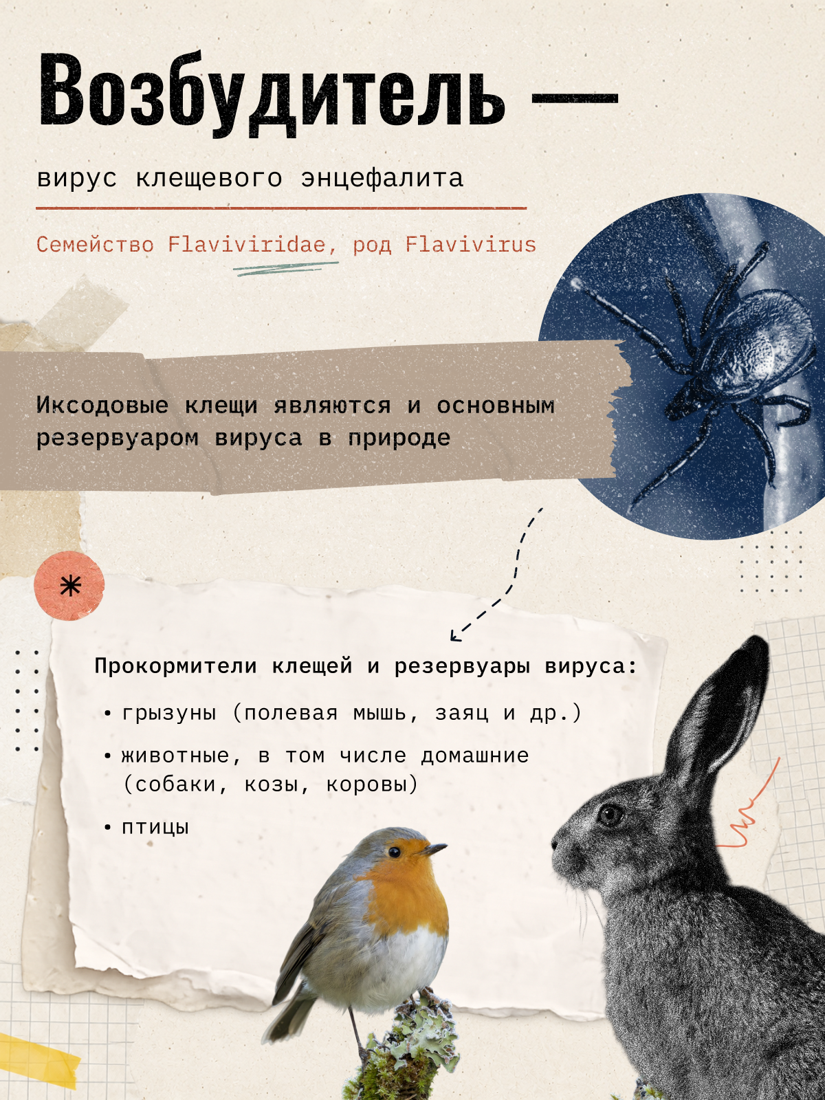 Карточка 2