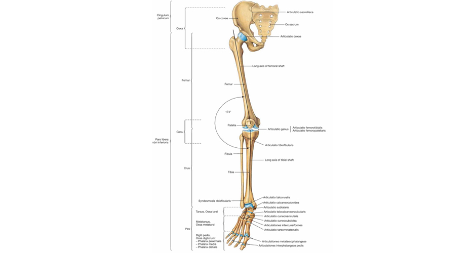Анатомия добавочного скелета, нижняя конечность